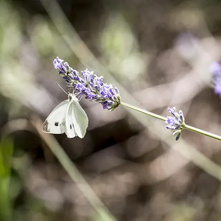 Charming In Near Village Apartment Ascoli Piceno