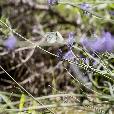 Charming In Near Village Apartment *