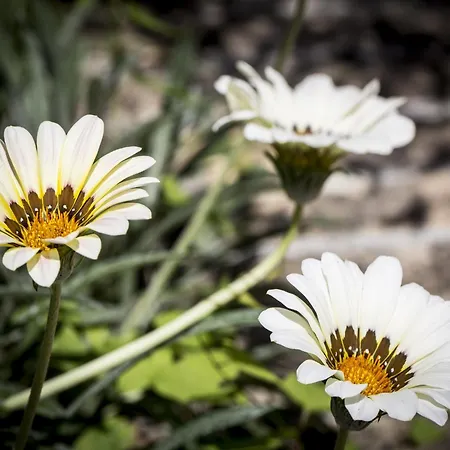 Charming In Near Village *